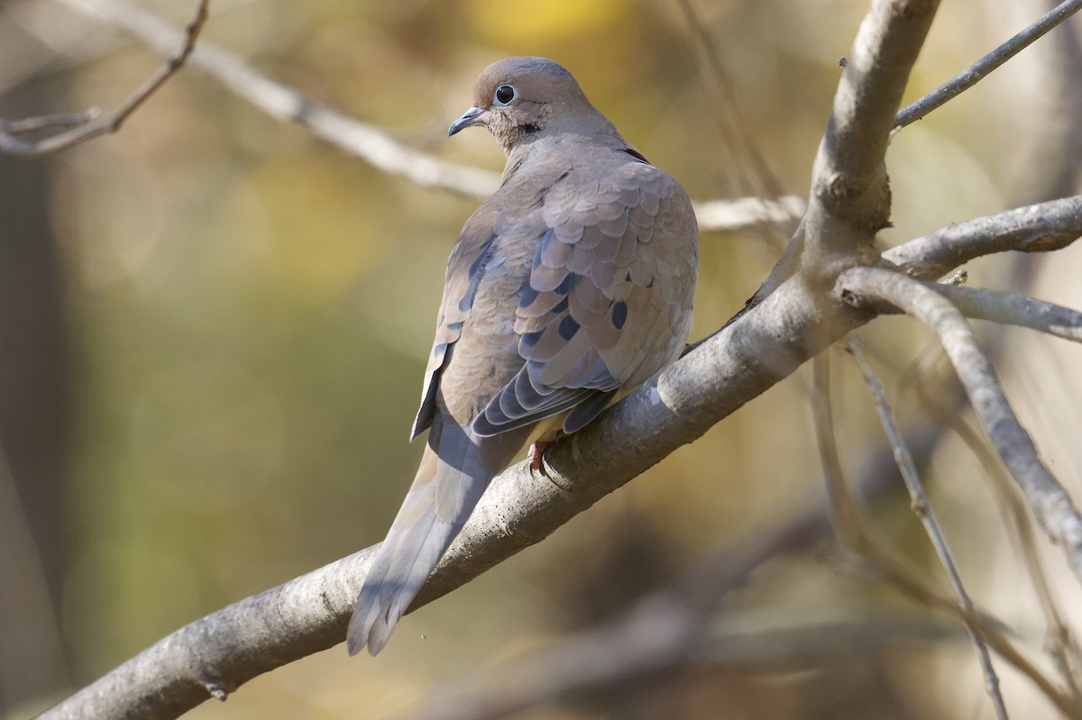 Mourning Dove - ML644558965