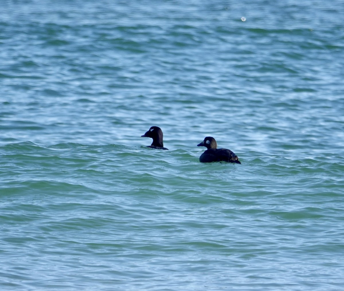 Ak Kanatlı Kadife Ördek - ML644558980