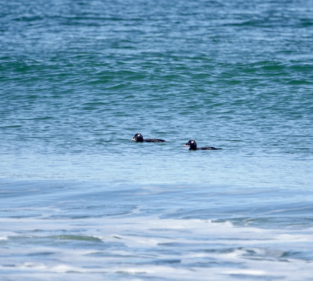 Ak Kanatlı Kadife Ördek - ML644558981