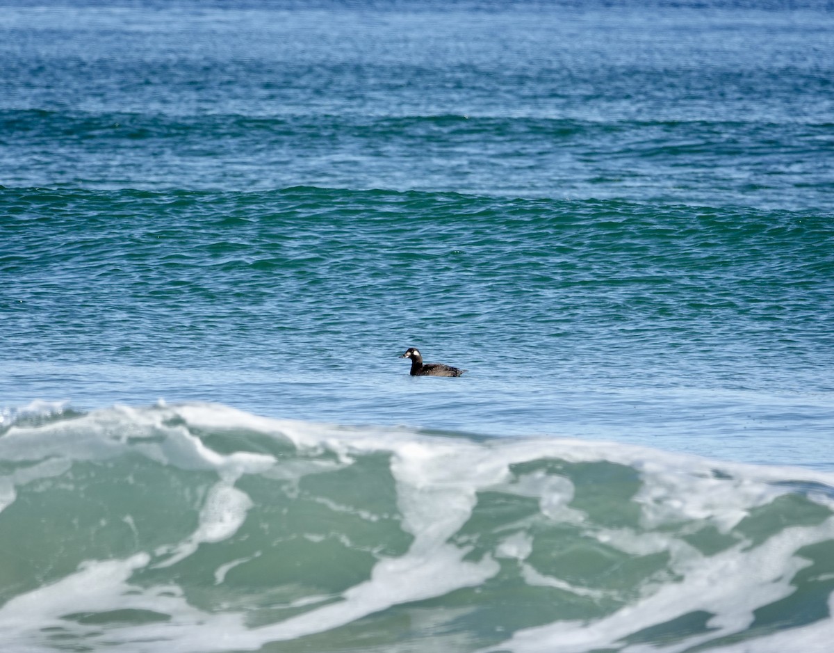 Ak Kanatlı Kadife Ördek - ML644558982