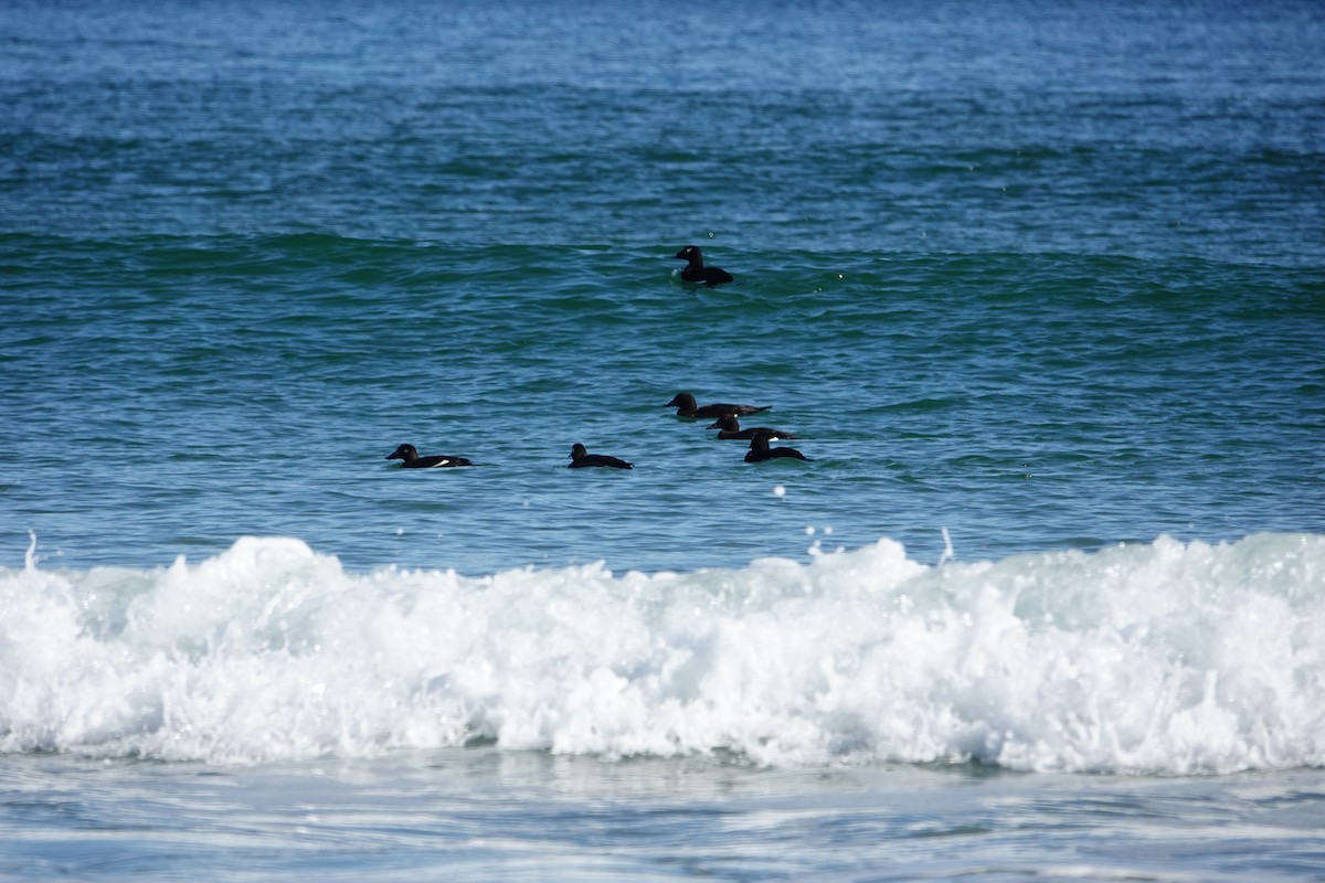 Ak Kanatlı Kadife Ördek - ML644558983