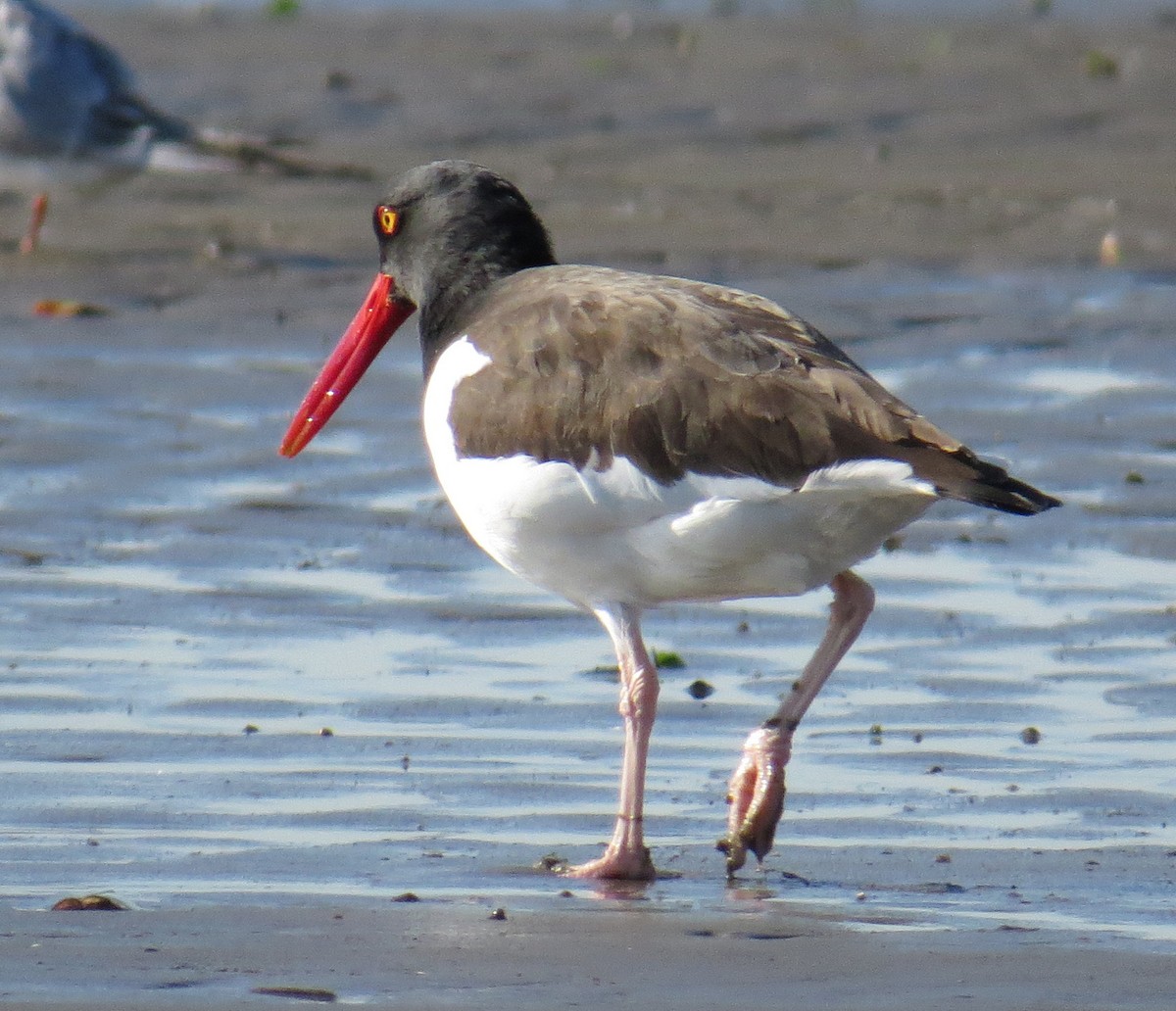 amerikatjeld - ML644558986