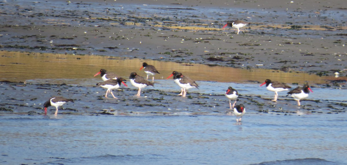 amerikatjeld - ML644558987