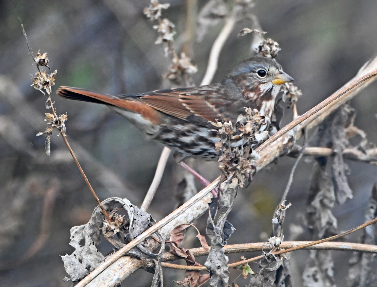 Fox Sparrow - ML644558997