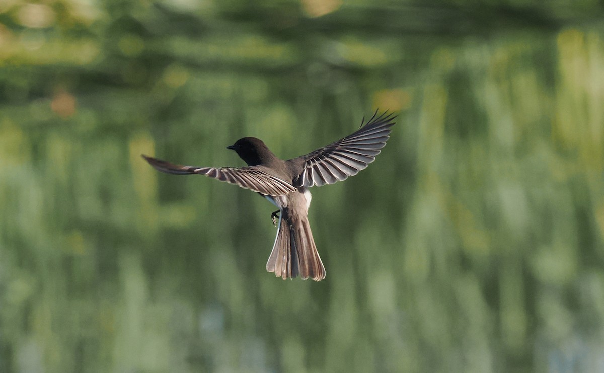 svartfibi - ML644559002