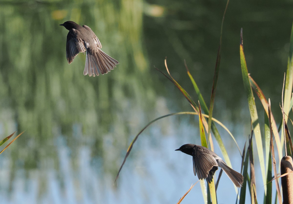 svartfibi - ML644559003