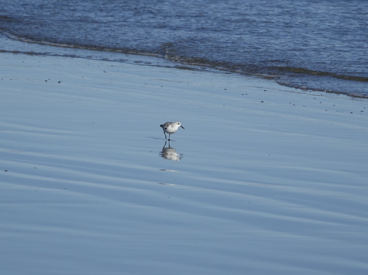 Ak Kumkuşu - ML644559004