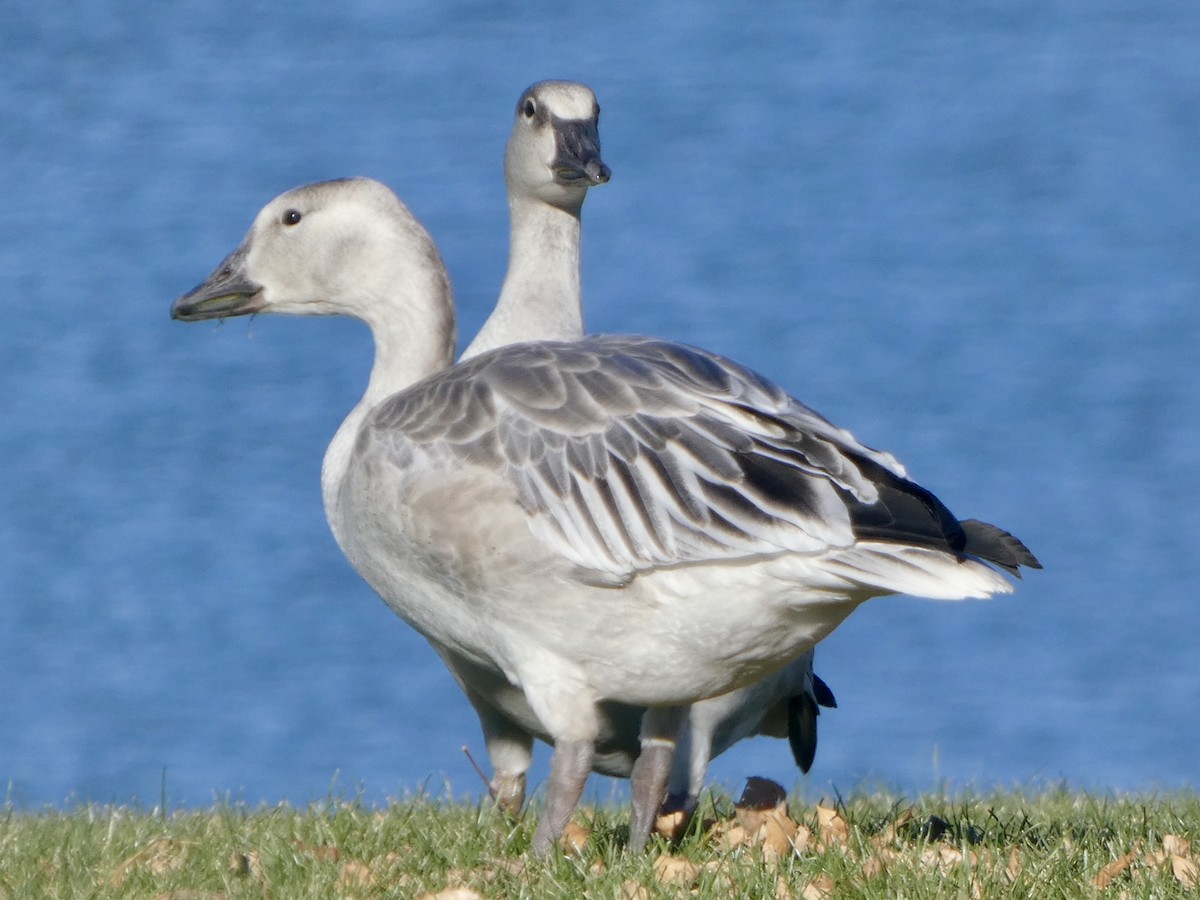Snow Goose - ML644559014