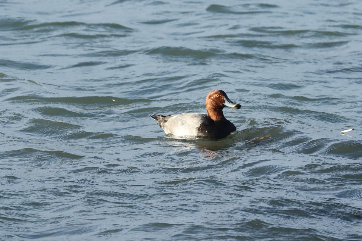 Porrón Americano - ML644559018