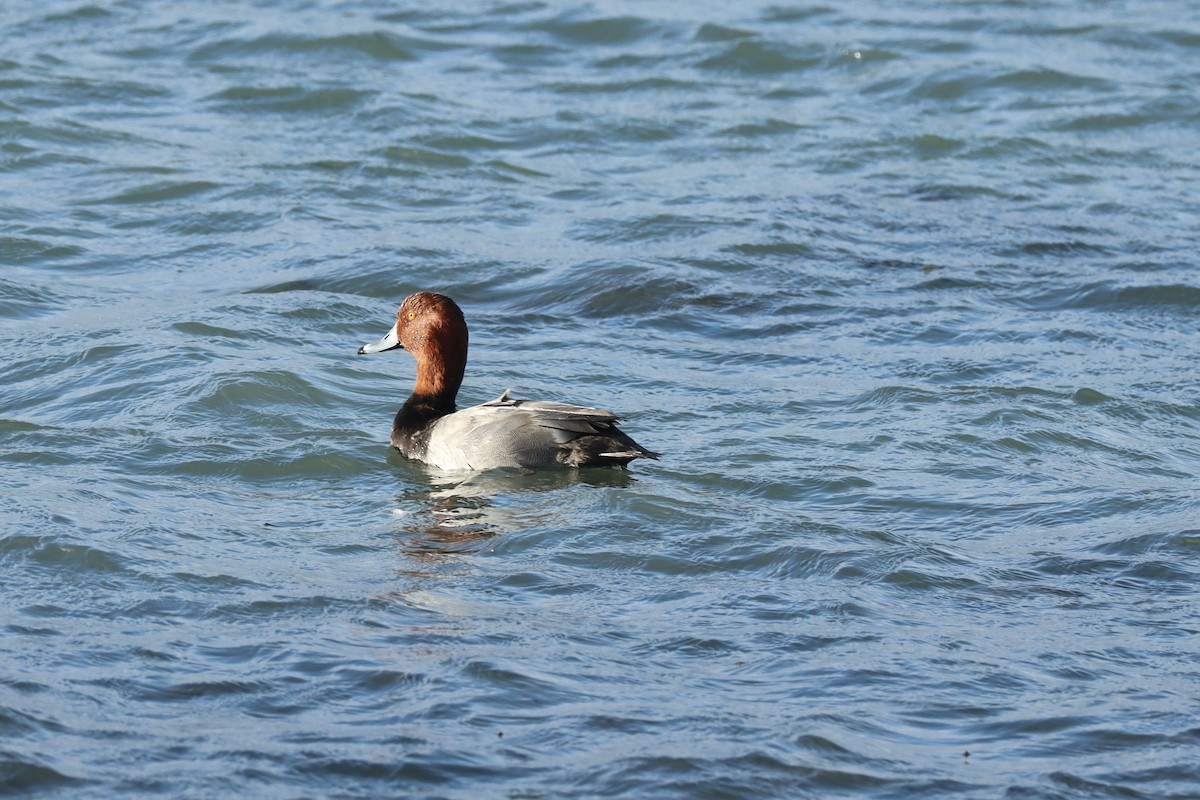 Porrón Americano - ML644559019