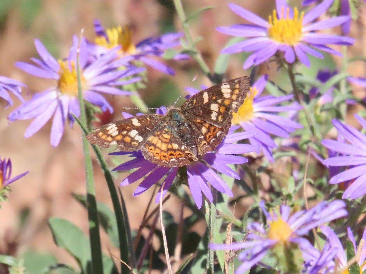 Animals - ML644559034