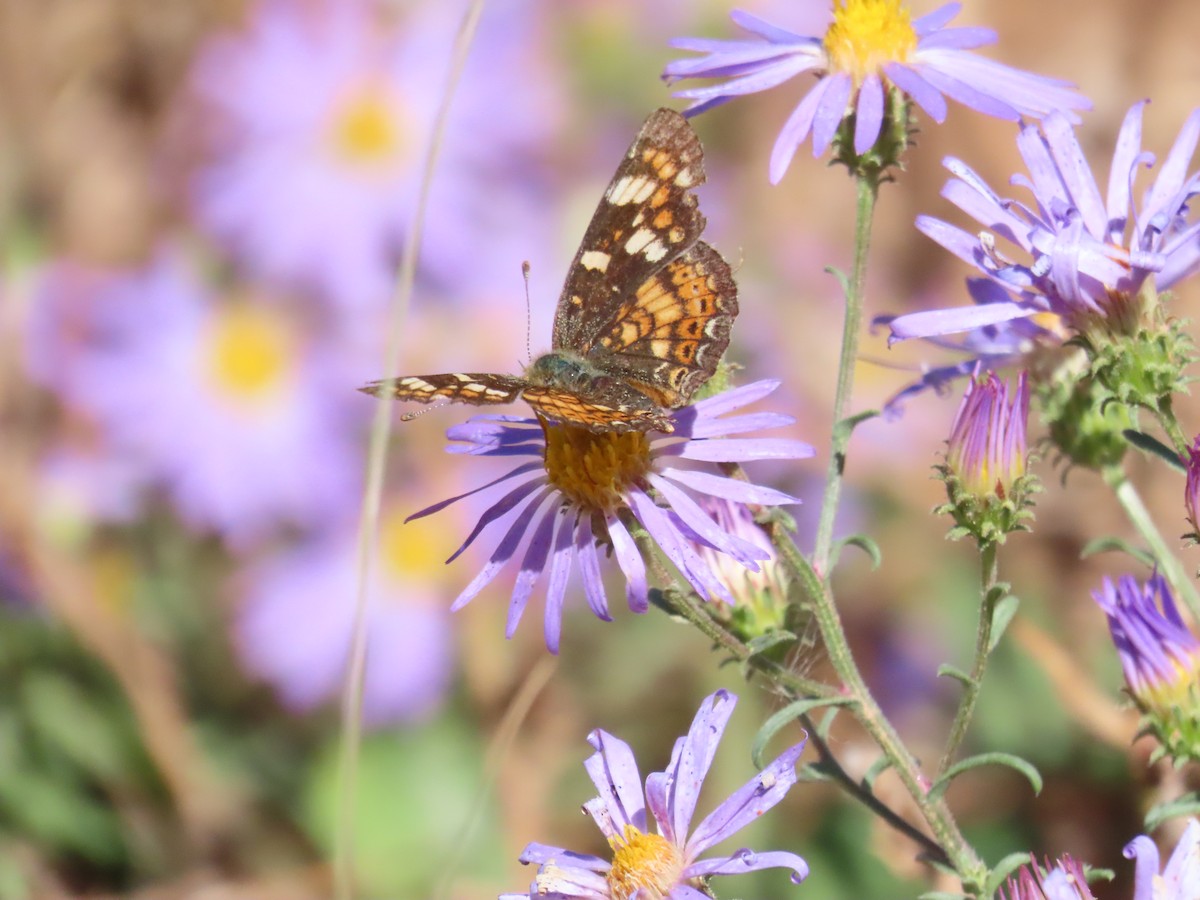 Animals - ML644559035