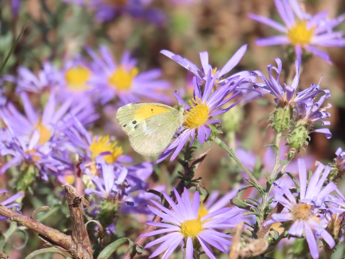 Animals - ML644559036