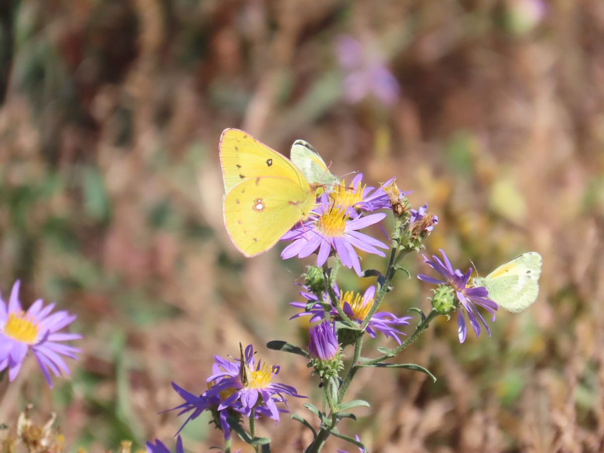 Animals - ML644559039