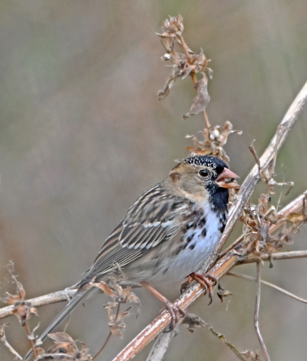 Harris's Sparrow - ML644559054