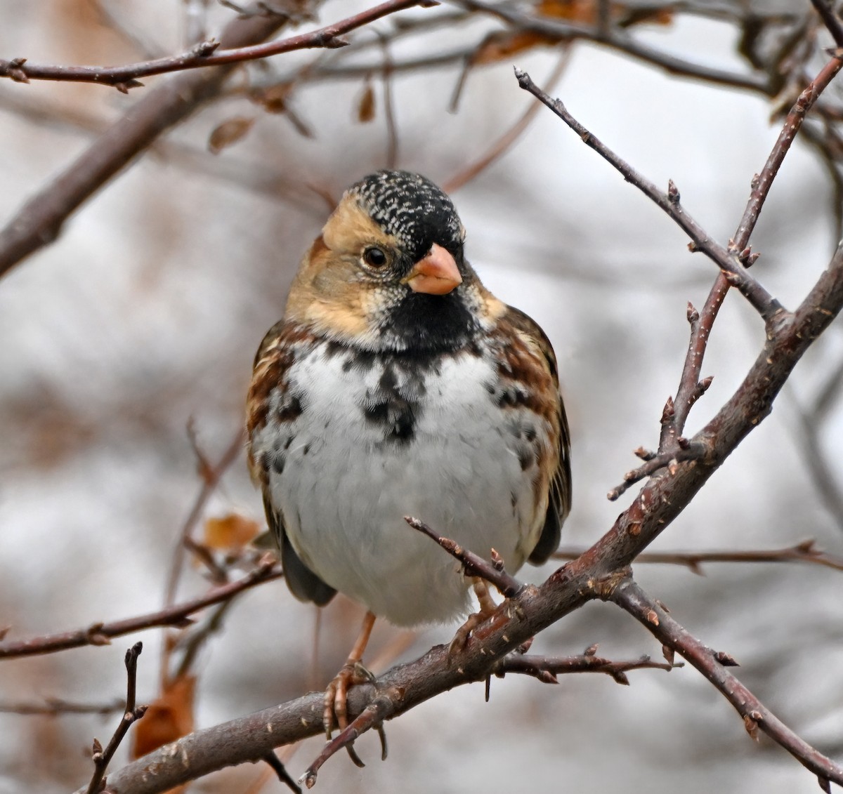 Harris's Sparrow - ML644559055