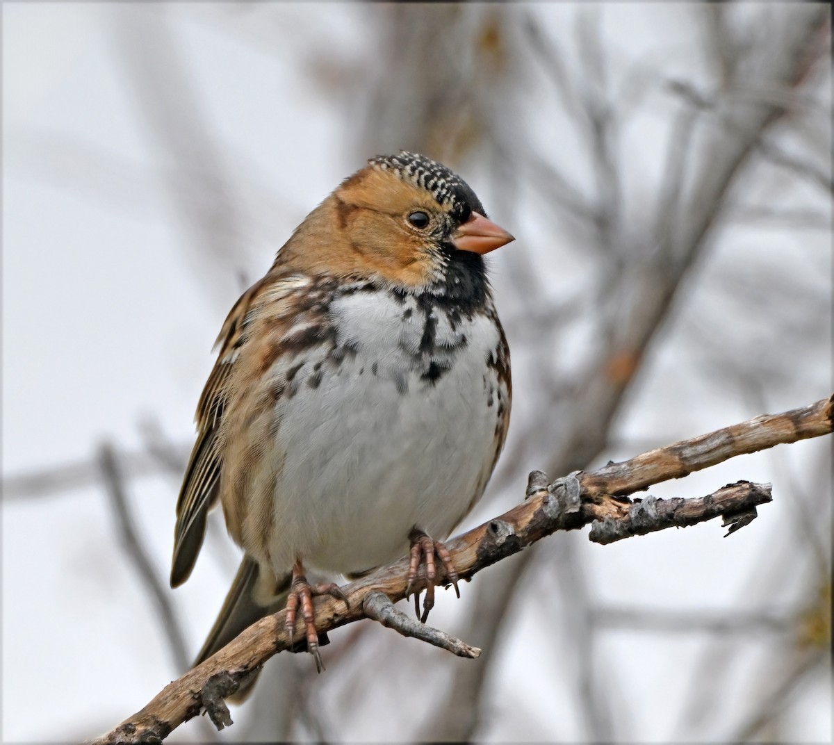 Harris's Sparrow - ML644559056
