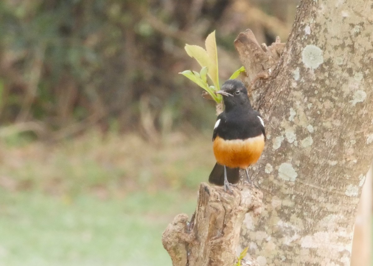 Mocking Cliff-Chat - ML644559058