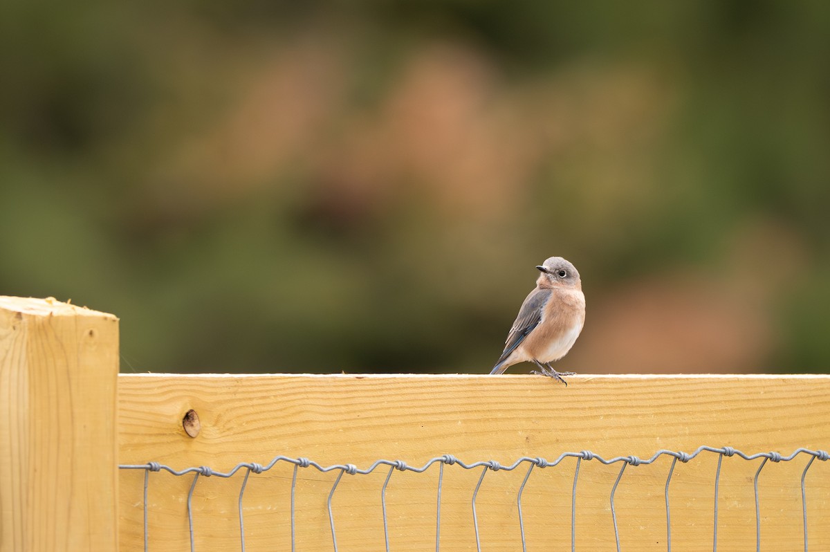 Eastern Bluebird - ML644559069