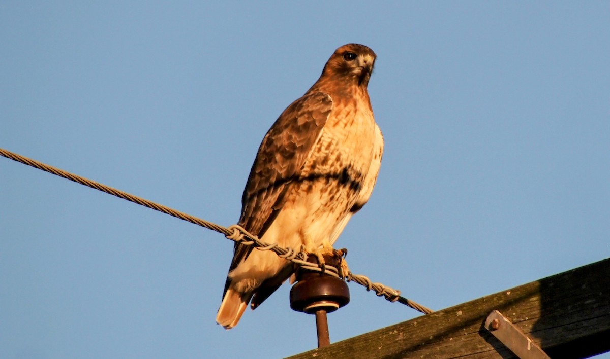 Busardo Colirrojo - ML644559070