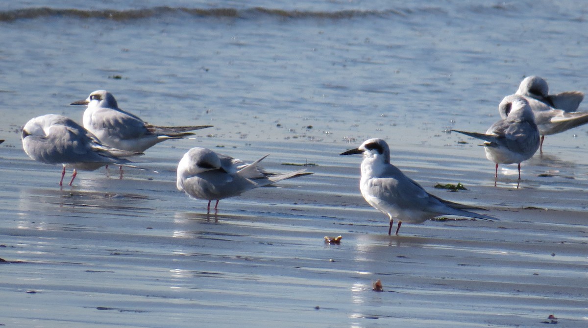 Charrán de Forster - ML644559076