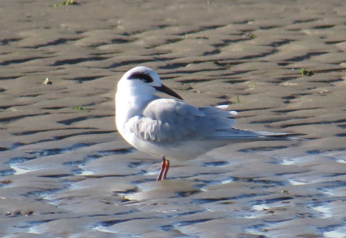 Charrán de Forster - ML644559077