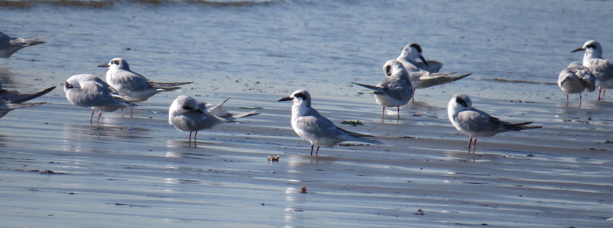 Charrán de Forster - ML644559079