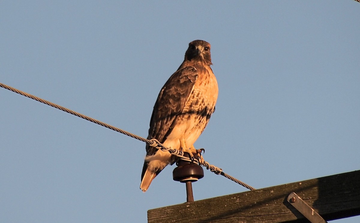 Busardo Colirrojo - ML644559080