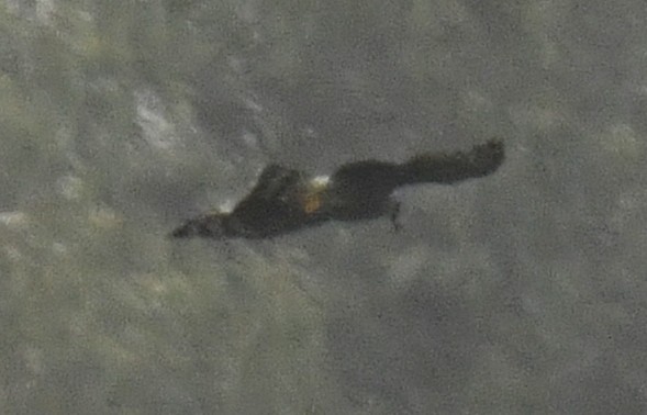 hákozobec neotropický (ssp. uncinatus) - ML644559082