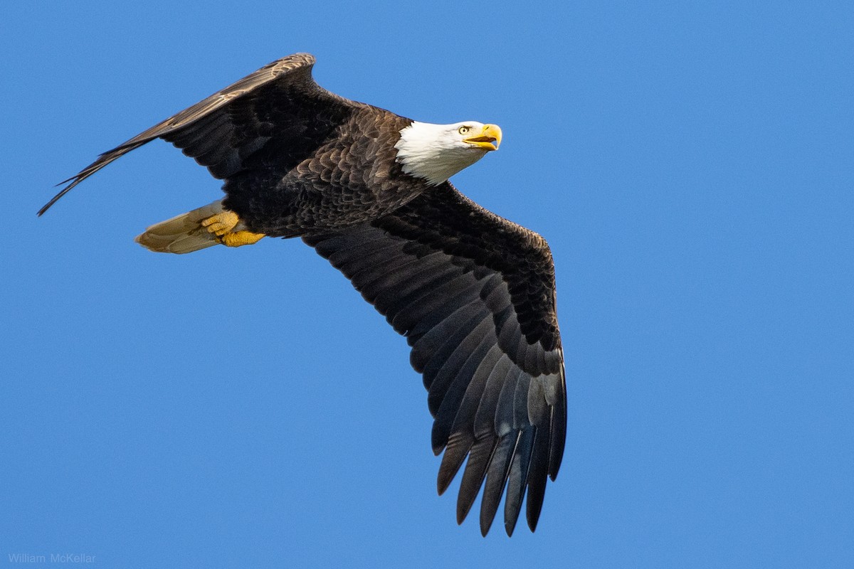 Bald Eagle - ML644559095