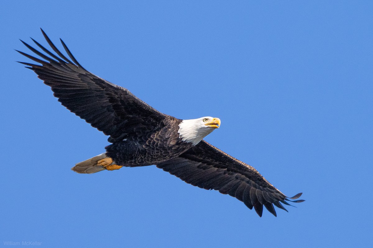 Bald Eagle - ML644559096