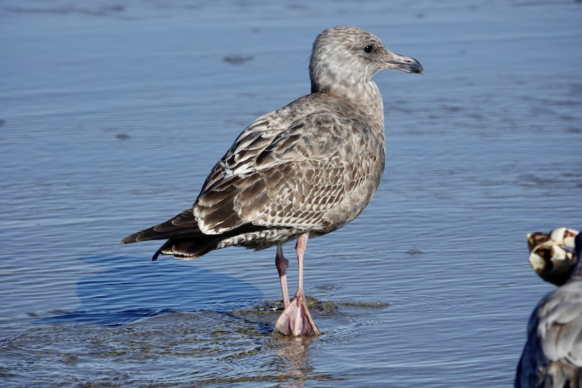 American Herring Gull - ML644559099