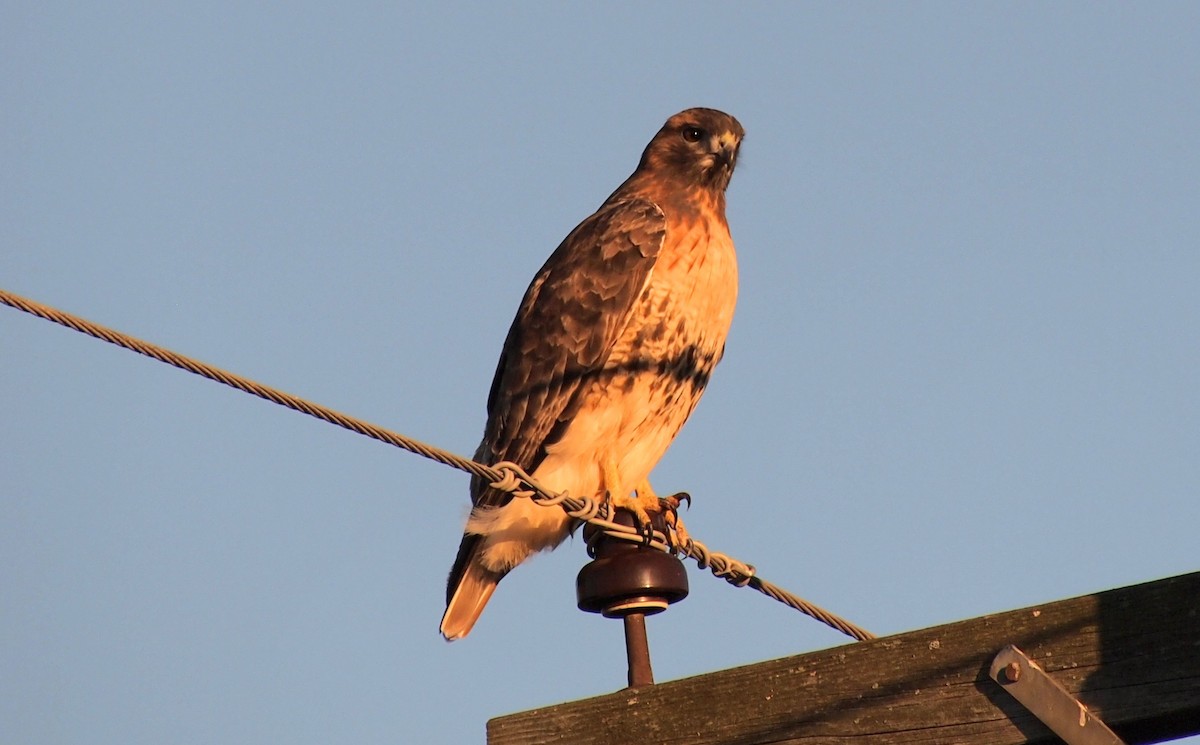 Busardo Colirrojo - ML644559110