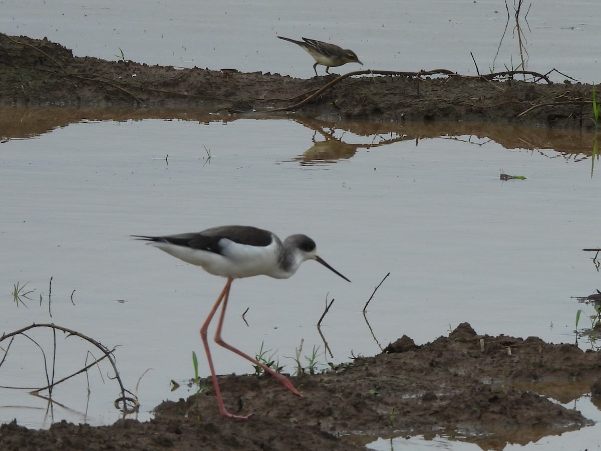 高蹺鴴 - ML644559115