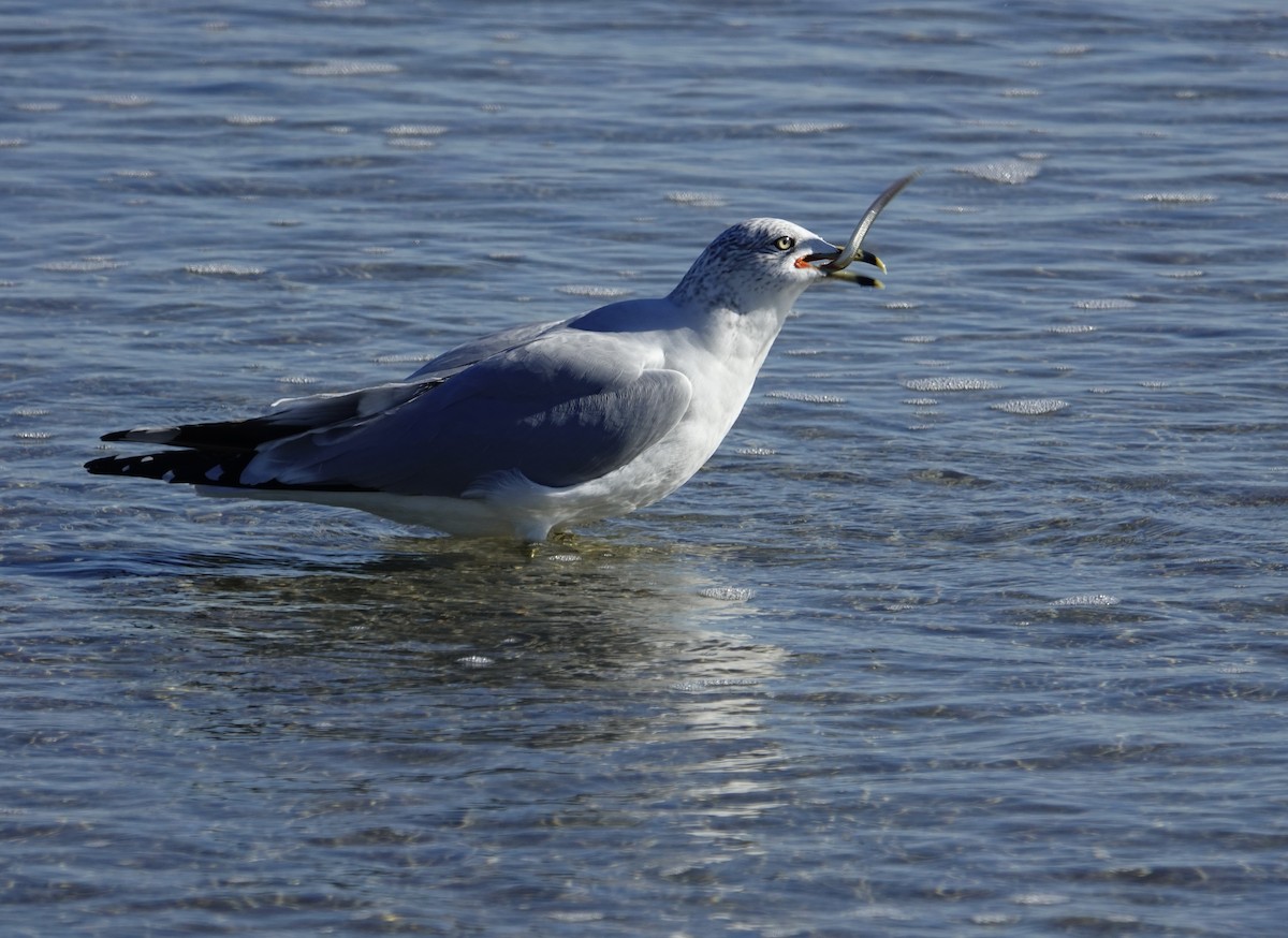 Ring-billed Gull - ML644559118