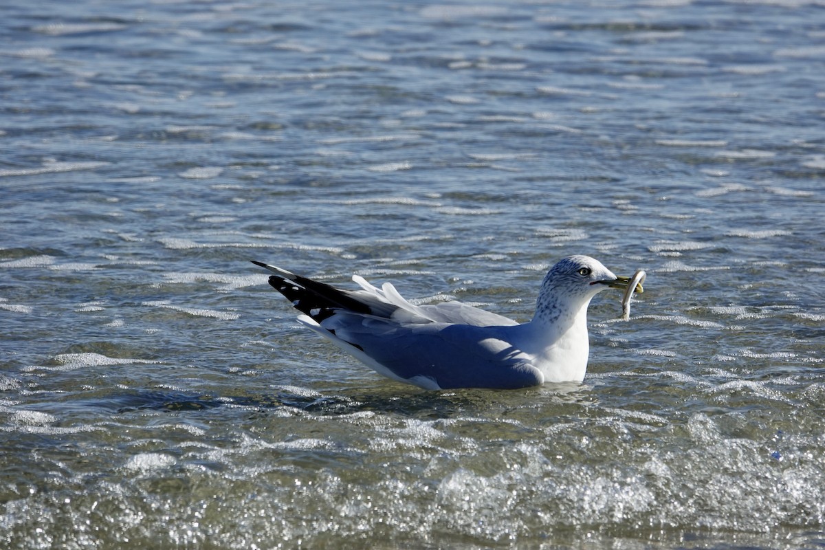 Ring-billed Gull - ML644559119