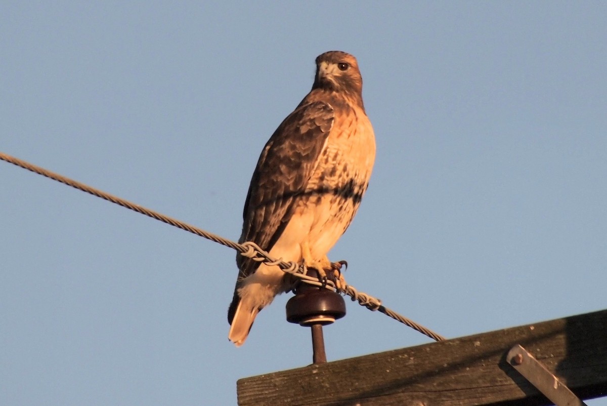 Busardo Colirrojo - ML644559120