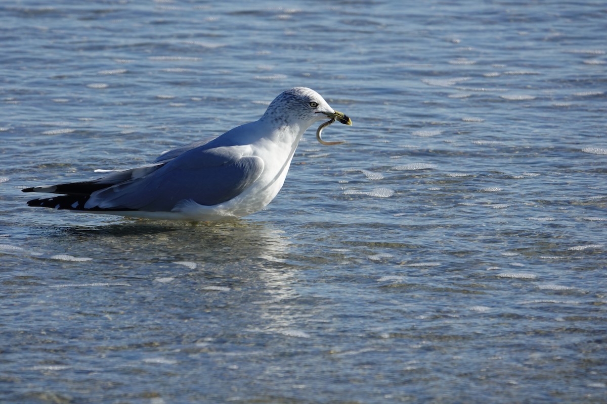 Ring-billed Gull - ML644559121