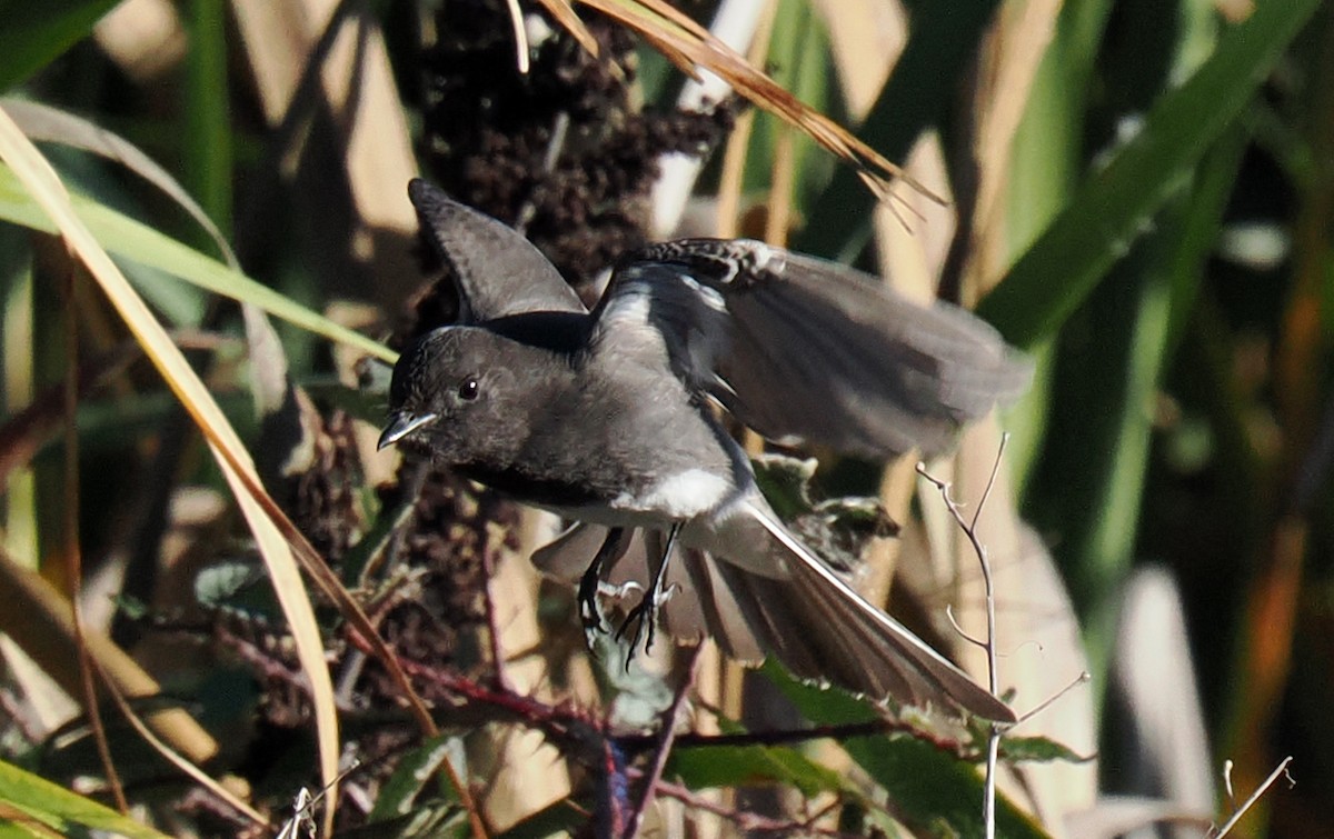 svartfibi - ML644559122