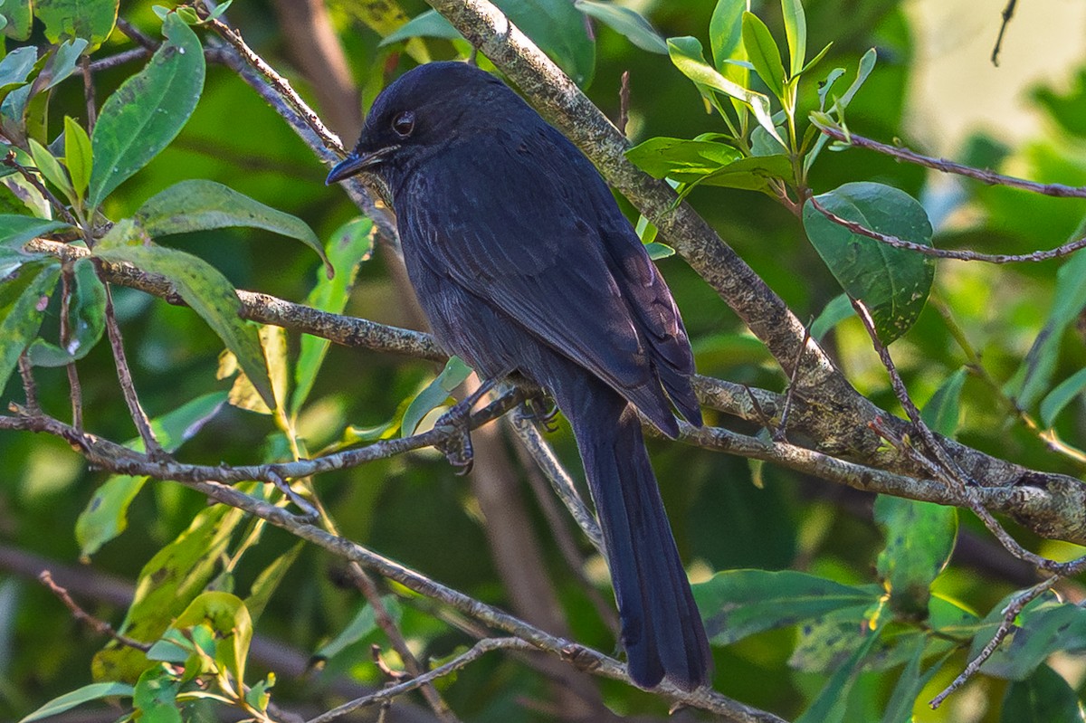 Gobemouche drongo - ML644559124