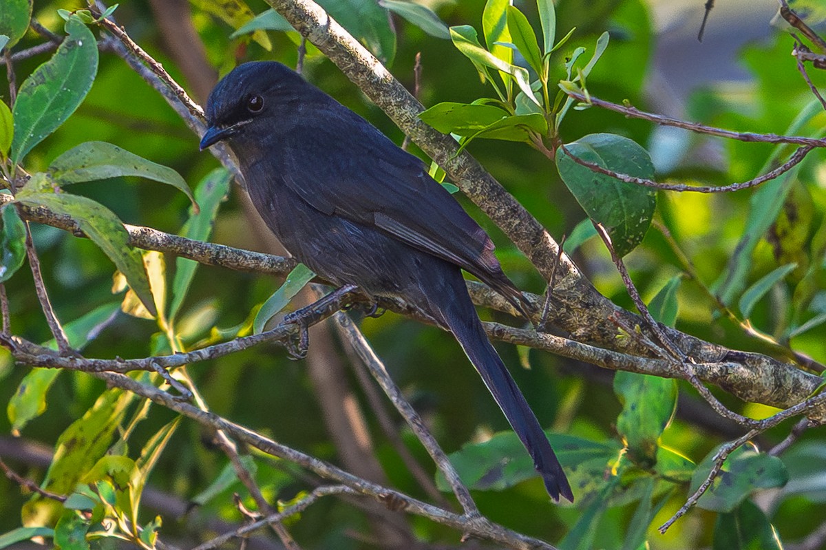 Gobemouche drongo - ML644559125