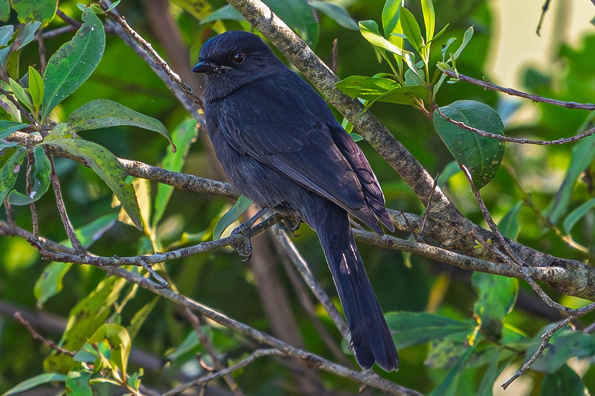 Gobemouche drongo - ML644559126