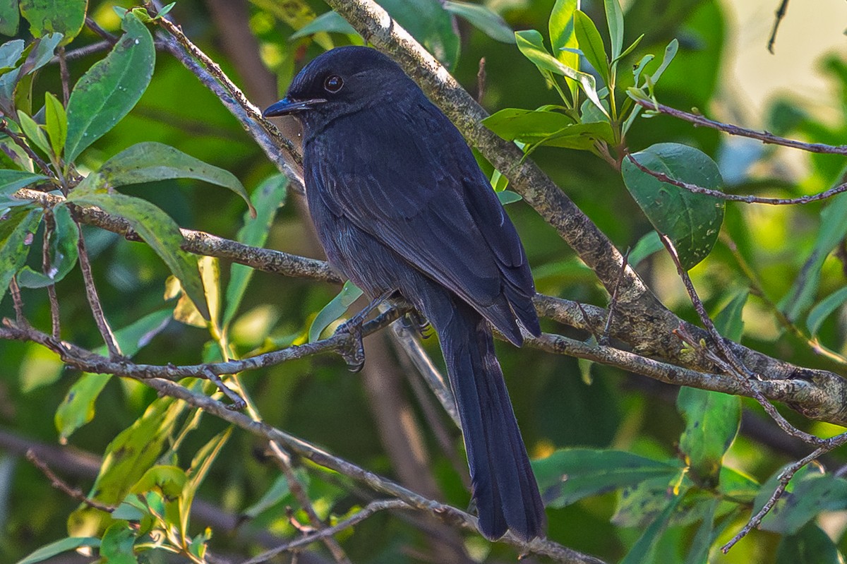Gobemouche drongo - ML644559127