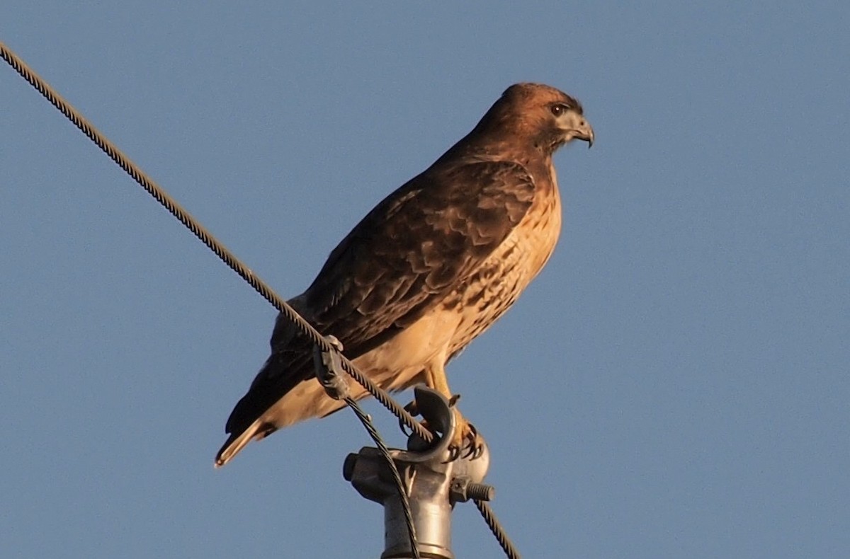 Busardo Colirrojo - ML644559130