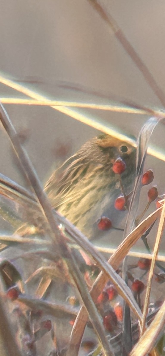 LeConte's Sparrow - ML644559136