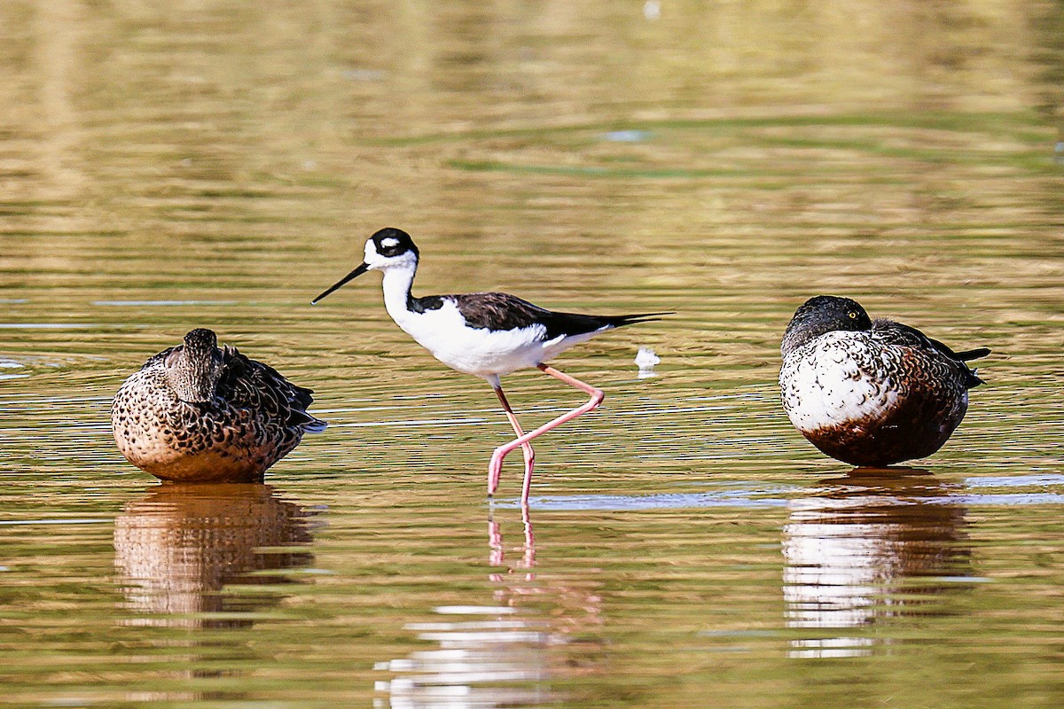 Black-necked Stilt - ML644559140