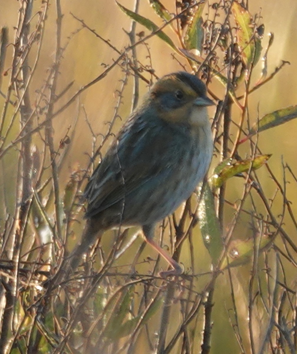 Nelson's Sparrow - ML644559141