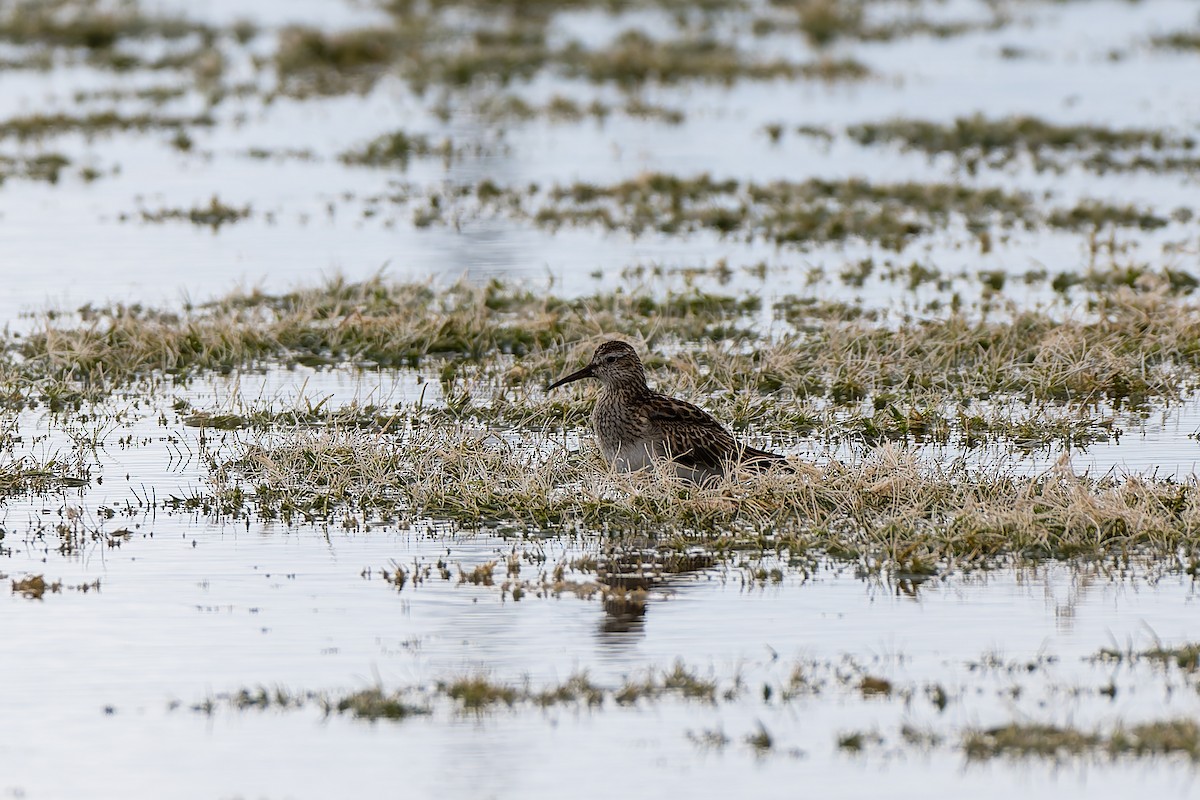 Txirri pektorala - ML644559143