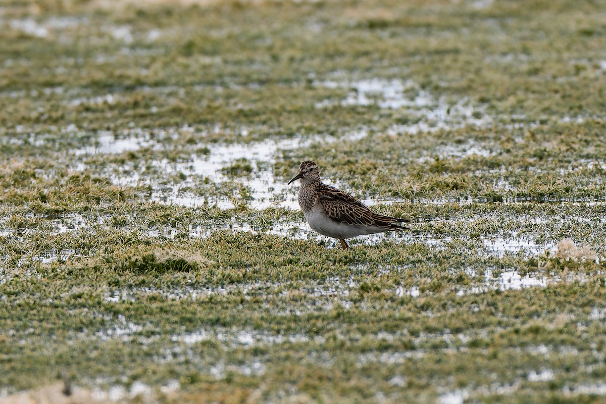 Txirri pektorala - ML644559144