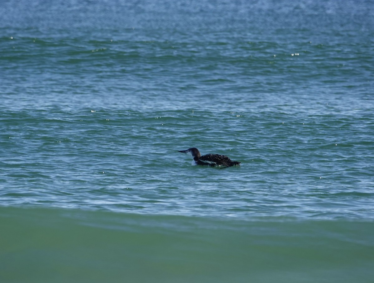 Common Loon - ML644559151